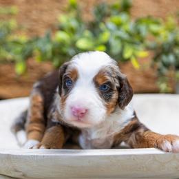 Carmel - Merle female Bernedoodle puppy in Alpharetta, Georgia from Doodles of Buckhead