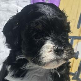 Piper - Brown white and tan Cockapoo puppy in Lebanon, Kentucky from Mosaic Merle Doodles