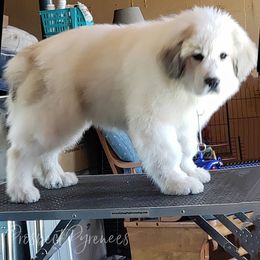 Great Pyrenees Puppies from Prospect Pyrenees