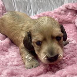 Patsy - Cream female Dachshund puppy in Jena, Louisiana from Amy’s Mini Doxies