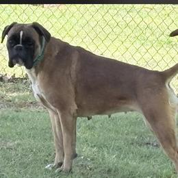 Boxer puppies from Vom Krepps Manor