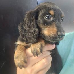 Skipper - Black and tan male Dachshund puppy in Bigfork, Minnesota from Long Ears and Long Dogs Ranch