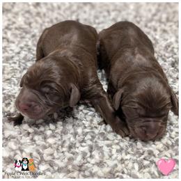 F1 Labradoodles - OFA-Genetics-2 Year Health Warranty. - Chocolate female Labradoodle puppy in Jeddo, Michigan from Apple Creek Doodles