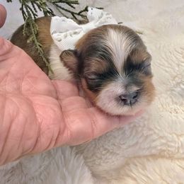 Daisy.  (1900) - Silver gold and white female Shih Tzu puppy in Fallon, Nevada from Grandma Ts Precious Puppies