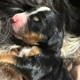 Hercules - Tri-color male Bernedoodle puppy in Valrico, Florida from Shadow Kennels