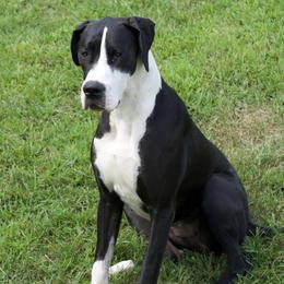 Winnie - Great Dane