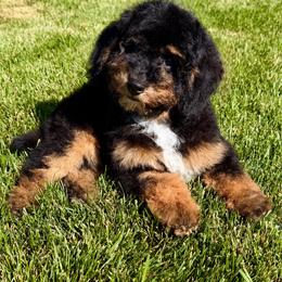 Black panther - Phantom male Poodle puppy in Henefer, Utah from Mountain Valley Poodles