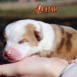 Rajah - Red merle and white male American Corgi puppy in Star City, Arkansas from T4 Farms