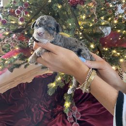 Alfie - Merle male Bernedoodle puppy in Yuba City, California from Ranch House Doodles