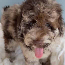BELLA - Merle female Goldendoodle puppy in Maricopa, Arizona from AZ Designer Goldendoodles
