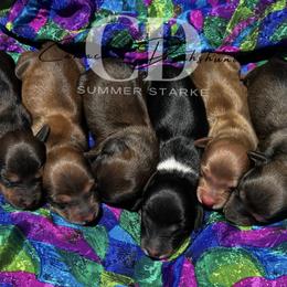 Dachshund Puppies from Camacho_Dachshunds