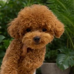 Yoom Asian - Apricot male Poodle puppy in California from Yorkie & Maltese Royalty
