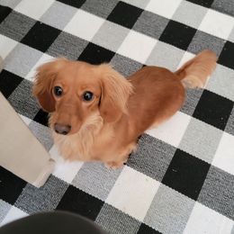 Beanie - Dachshund