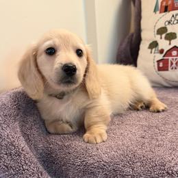 Humble (3500) - Cream male Dachshund puppy in Hensley, Arkansas from The Dachshund Barn