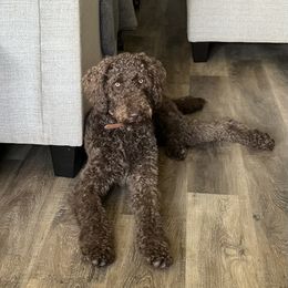 Beulah - Labradoodle