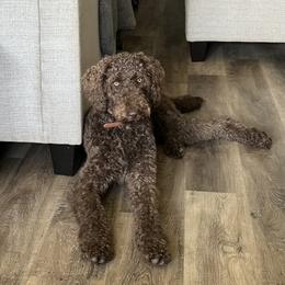 Beulah - Labradoodle