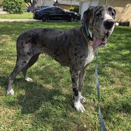 Great Dane puppies from Scoober Danes