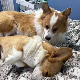 Pembroke Welsh Corgi puppies from Corgi Love Tales