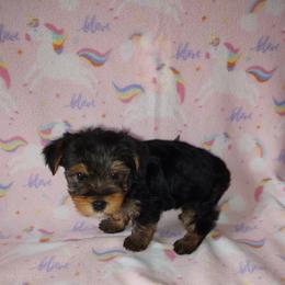 Ava - Black and tan female Yorkshire Terrier puppy in Lapeer, Michigan from Puppy Kisses