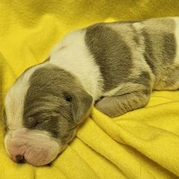 Jericho - Silver male Great Dane puppy in Towaco, New Jersey from MommaDukes Danes