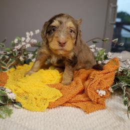 Wave - Chocolate merle male Bernedoodle puppy in Fort Myers, Florida from Little Golden Farm