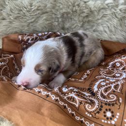 Fish- Red Collar - Red merle male Australian Shepherd puppy in Newport, Rhode Island from Wildlings Australian Shepherds