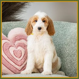 Nichole - Parti female Goldendoodle puppy in Connersville, Indiana from Deaz Doodle Ranch