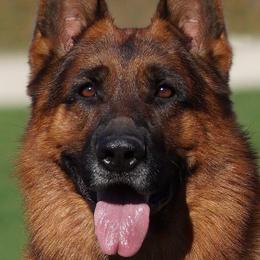German Shepherds from German Shepherds vom Silberwald