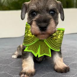 Luna - Salt and pepper female Miniature Schnauzer puppy in Cape Coral, Florida from Ruby the poodle