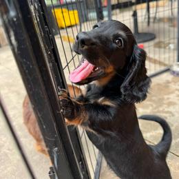 Georgie - Black and tan female Dachshund puppy in Humble, Texas from Foley Dachshunds