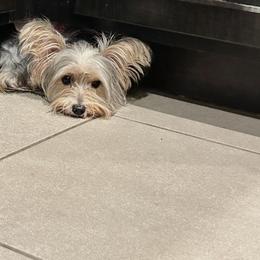 Elsa - Parti female Yorkshire Terrier puppy in Ocala, Florida from Top Notch Pupz