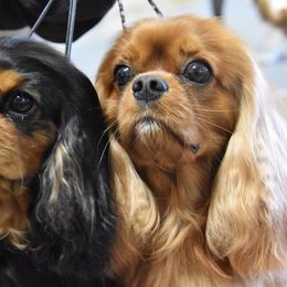 Cavalier King Charles Spaniel All Grown Up from Saranade Cavaliers