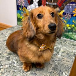 Kleo - Red female Dachshund puppy in Michigan from Hidden Haven Dachshunds