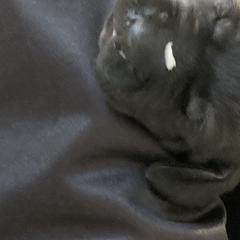 Pudelpointer Puppies from High Power Pudelpointers