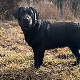 Sable - Labrador Retriever