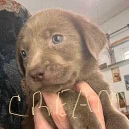 Cream - Chocolate female Labrador Retriever puppy in New Hampshire from Burt Hill labs