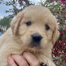 Blue - Golden male Golden Retriever puppy in Jesup, Georgia from Painted Platinum Retrievers (Painted Platinum Kennel) PPK