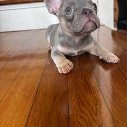 Green boy - Tricolors male French Bulldog puppy in Hillside, New Jersey from Nook Frenchies