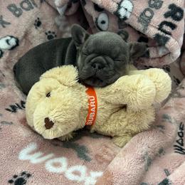 Ella - Blue female French Bulldog puppy in Zephyrhills, Florida from Love & Frenchies