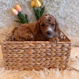 Lance - Red  male Goldendoodle puppy in Bucyrus, Missouri from Hill Top Pomskies