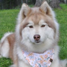 Serenity(Ren) - Siberian Husky