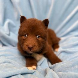 Fenneko - Red and white female Siberian Husky puppy in London, Ohio from Rose Trail Siberian’s