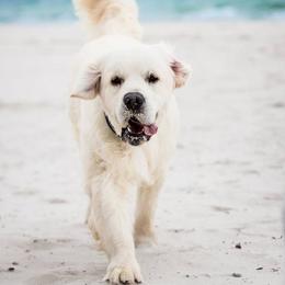 Golden Retriever Puppies from West Coast Cream Goldens
