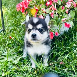 Pandora - Tri-color female Pomsky puppy in Burton, Michigan from Snow Shark Pomskys