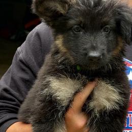 Skye - Black and tan female German Shepherd puppy in Barnhart, Missouri from Combat Creek German Shepherds