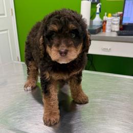 Jolene - Red tri-color female Aussiedoodle puppy in Heber City, Utah from Junipersdoodles
