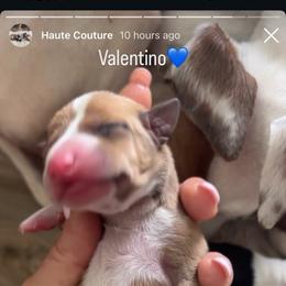 Valentino - White and red fawn male Italian Greyhound puppy in Southwest Florida, Florida from Woofford Italian Greyhounds