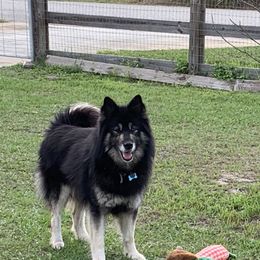 Bandit - Siberian Husky
