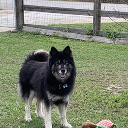 Bandit - Siberian Husky
