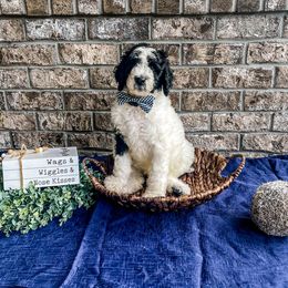 Boy 5 - Parti Poodle puppy in Lake City, Florida from 224 Doodles and Poodles